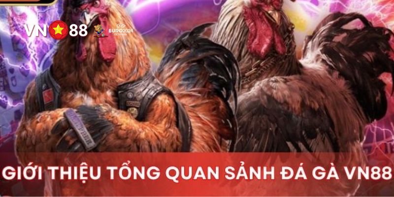 Trải nghiệm đá gà thú vị đa dạng trận đấu đẳng cấp cao cùng VN88